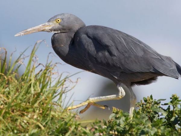 The NZCPS is for the&nbsp;birds